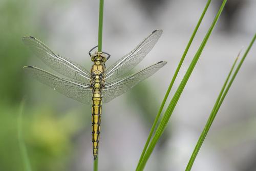 Orthetrum cancellatum
